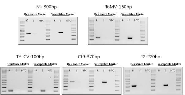 병 저항성 마커 특이적인 프라이머 조합.