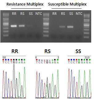 SNP 특이적 PCR 산물 염기서열 분석 확인.