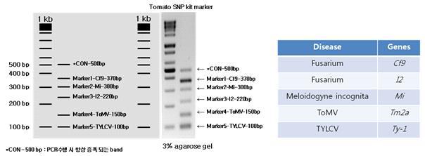 토마토 병저항성 유전자 multiplex 진단 키트 모식도.