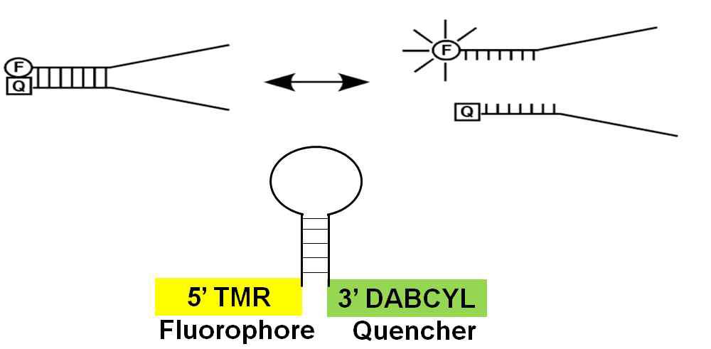 DNA-Melting assay 방법에 대한 모식도