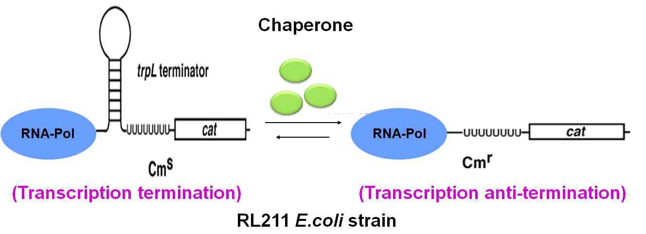 Trnascription anti-termination assay 방법에 대한 모식도