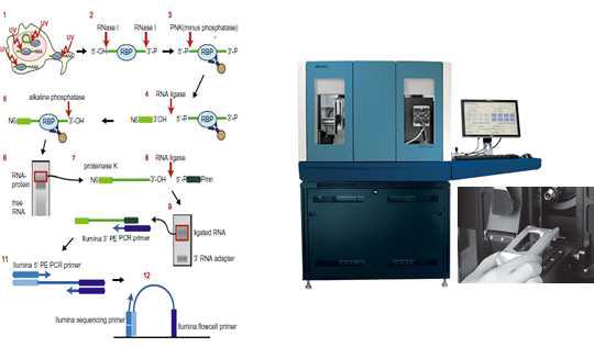 RNA-IP-Sequencing의 모식도