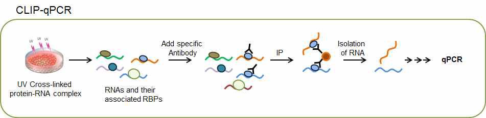 CLIP-qPCR에 대한 모식도