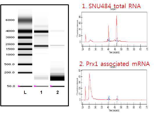 Prx1과 결합하는 타깃 RNA의 분석