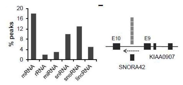 Prx1와 결합한 RNA 종류들의 peak정도와 SNORA42 부분의 스크린샷