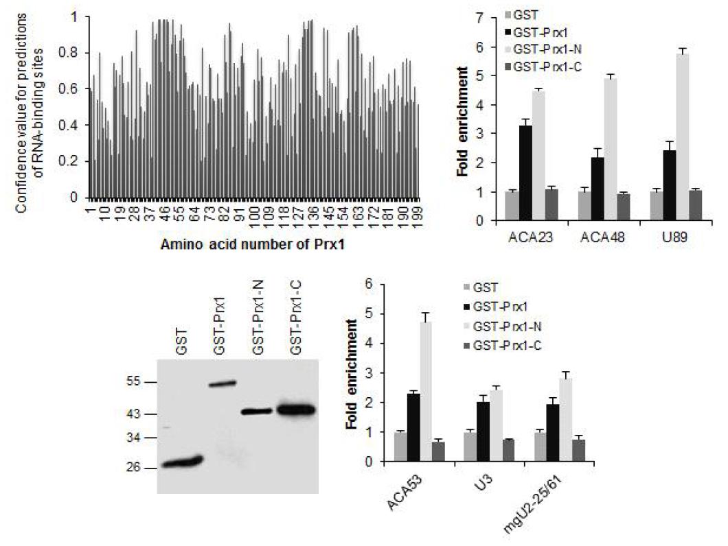 Prx1의 RNA 결합 부위 분석