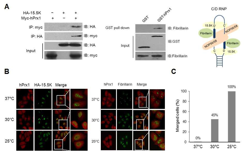 Prx1과 C/D box snoRNP와의 상호작용이 저온 조건에서 colocalization