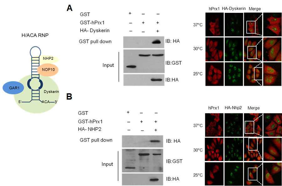 Prx1과 H/ACA box snoRNP와의 상호작용이 저온 조건에서 colocalization