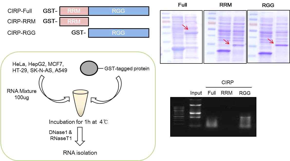 CIRP와 결합하고 있는 RNA의 분리