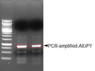AtUP1 유전자의 PCR 증폭
