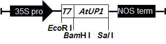 AtUP1 유전자 과발현 형질전환식물체 구축용 플라즈미드의 도식