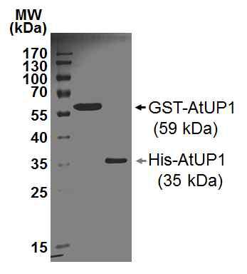 GST-AtUP1와 His-AtUP1 재조합 단백질의 대량생산 및 정제