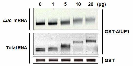 AtUP1의 RNA 결합특성 확인