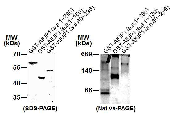 AtUP1 단백질들의 구조분석