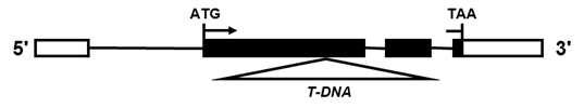 AtUP1 유전자에 T-DNA가 삽입된 atup1 돌연변이개체에서 해당 유전자 부위 도식화