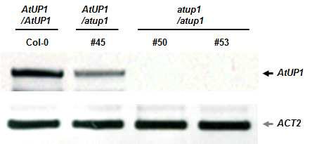AtUP 1 유전자의 돌연변이개체 선별