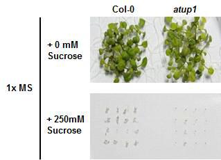 야생형(Col-0)과 atup1 돌연변이식물의 발아단계에서의 특성관찰