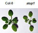 파종 후 2주 생육한 야생형(Col-0) 및 atup1 돌연변이식물의 상층부 생육정도 비교