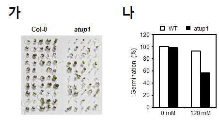 atup1 돌연변이식물의 발아단계에서 고염스트레스 특성관찰