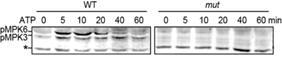 ATP-induced MAPK activation