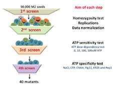 Overview of mutant screen