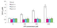 dorn mutants were defective in the intracellular calcium response to ATP