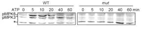 Lack of MAPK activation in the dorn1-1 mutan tafter ATP treatment