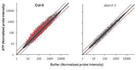 Microarray analysis of ATP-induced gene expression in wild type and the dorn1-1 mutant.