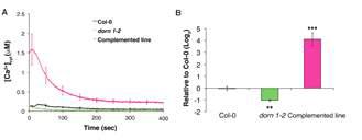 The dorn1-2 mutant phenotype is complemented by expressing the wild-type DORN1 protein.