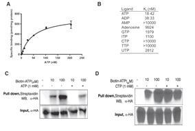 DORN1 directly binds ATP