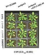 When plants were infected with bacterial pathogen, Pseudomonas syringae pv. tomato avrRpm1 strain, ATP treatment enhanced disease resistance in plants ectopically expressing DORN1