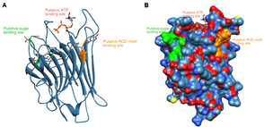 Structure basis of putative ATP and sugar binding