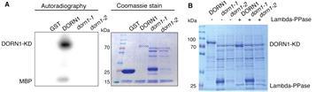 (A) Kinase assay with [32P] ATP showing that wild-type DORN1 is an active kinase that phosphorylates itself and the substrate, myelin basic protein (MBP). In contrast, mutants DORN1-1 and DORN1-2 did not show any kinase activity. (B) Lambda protein phosphatase treatment showed that the higher molecular weight of DORN1 is due to autophosphorylation activity