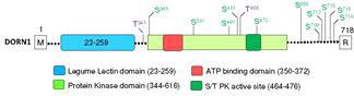 Putative autophosphorylation sites identified using GC-MS