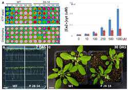 (A) ATP activity in mutant line 24-14 is similar to that of the wild-type (WT) plant at low concentrations of ATP but significantly lower when higher ATP concentrations are used. The remaining aequorin in the tissues was discharged for [Ca2+]cyt calculation. Data were calculated as integrated [Ca2+]cyt values and then converted into a relative value. (B and C) The 24-14 mutant variety showed a shorter root length and reduced leaf size than that of the WT plants. DAS (day after sowing).Completed a mutant screening of 50,000 M2 plants and created plant materials for map-based.