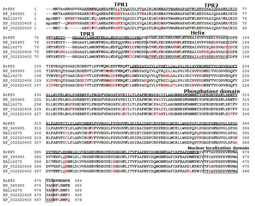 Amino acid sequence alignment of BrPP5 protein with several homologues sequences in the databases