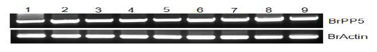 Semi-quantitative RT-PCR of PP5 gene in Brassica rapa