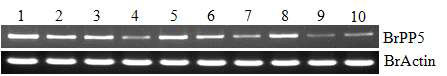 배추 유래 Protein phosphatase 5의 고온처리에 의한 발현 분석