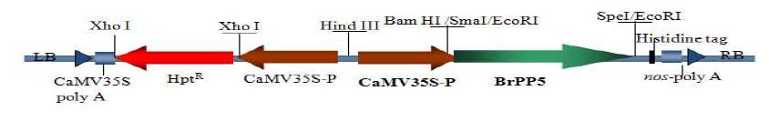 Structure of the pLSI25 for expression of BrPP5 in transgenic Arabidopsis and cabbage