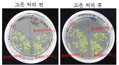 배추 유래 BrPP5 유전자 도입 형질전환 애기장대의 고온처리에 의한 생육반응 분석