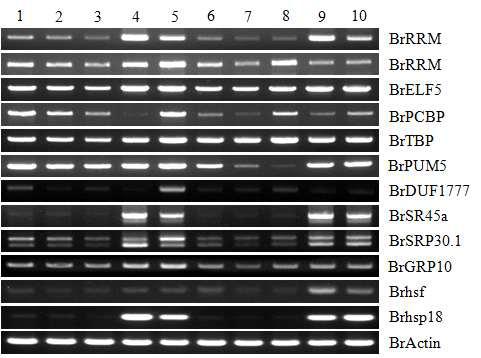 고온처리 배추 유래 RNA-binding proteins의 발현 분석