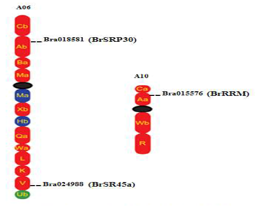 Position of the Br genes on the Brassica rapa chromosomes