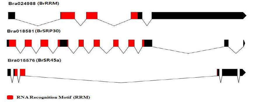 Exon-intron structures of the Br genes