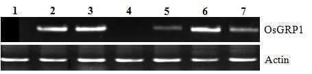 벼 유래 OsGRP1 유전자 도입 형질전환 애기장대 발현 분석