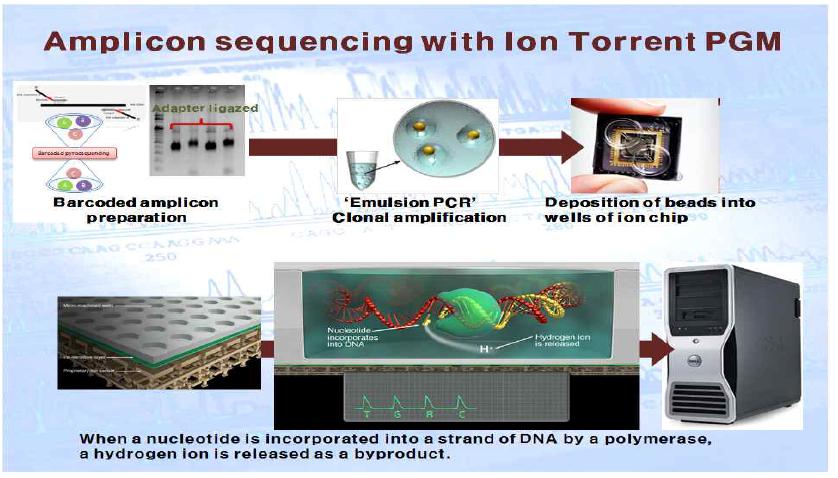 Amplicon sequencing Analysis using Ion torrent PGM