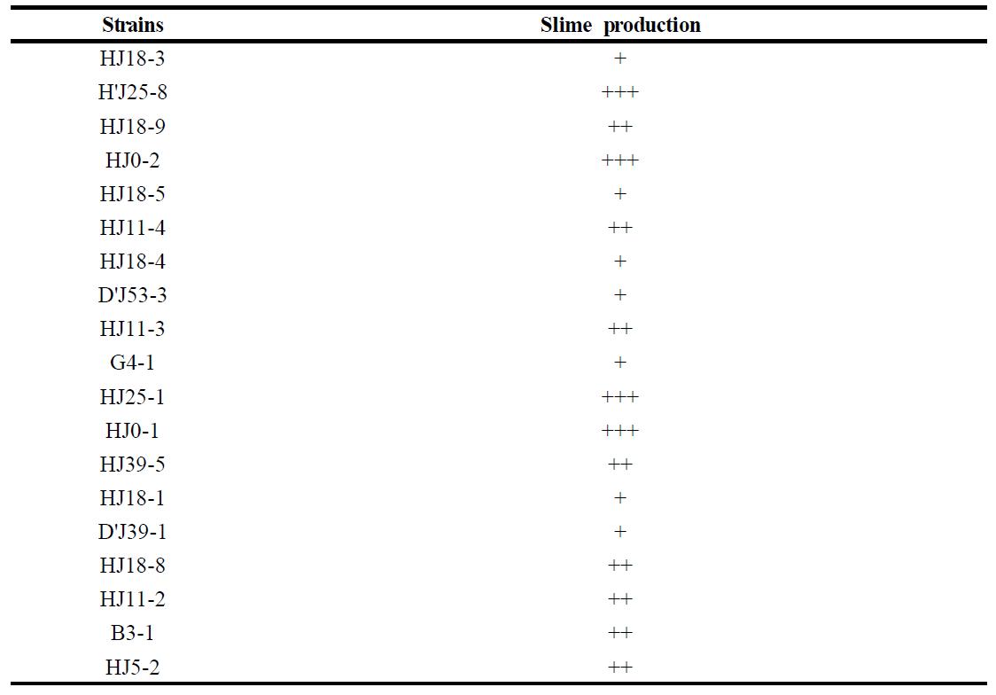 Ability of slime production of Bacillus subtilis strains