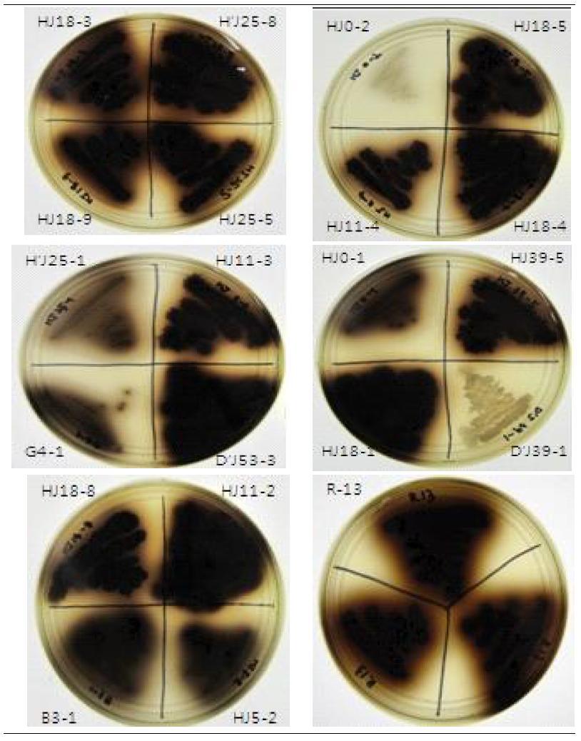 Screening of β-glusocidase activity of B.subtilis strains that selected from enzyme, antibacterial and glucose production activity test