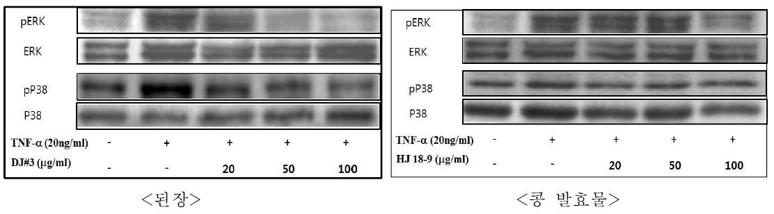 Inhibitory effect of DJ.#3 and fermented soybeans extracts on TNF-α-induced p-ERK, pp38 activation in HUVEC