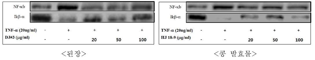 Inhibitory effect of DJ.#3 and fermented soybeans extracts on TNF-α-induced p-ERK, pp38 activation in HUVEC cells