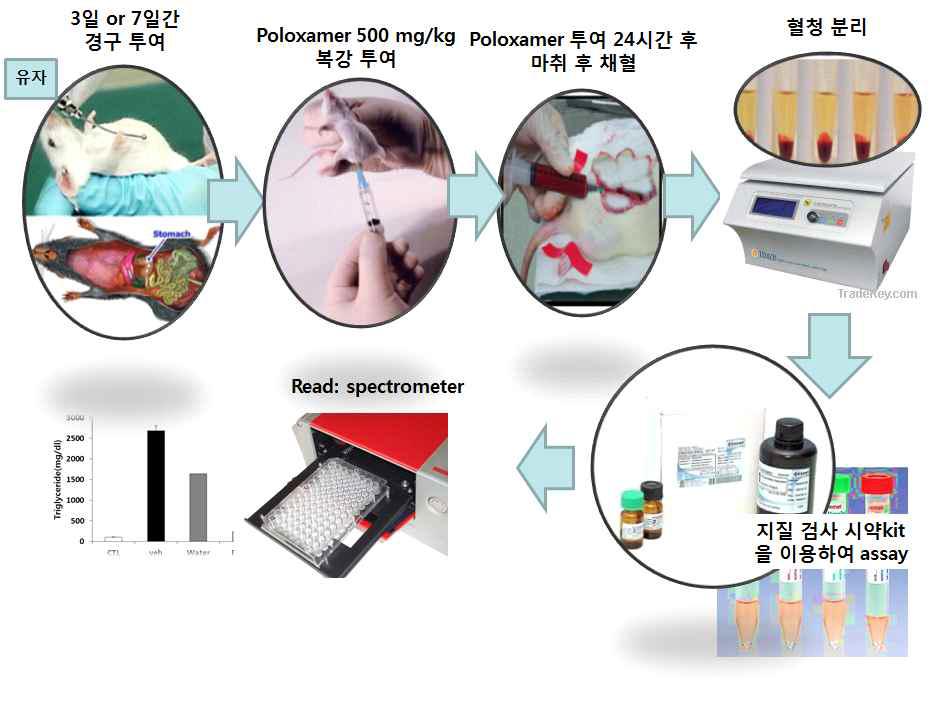 혈중 콜레스테롤 및 중성지방 관찰